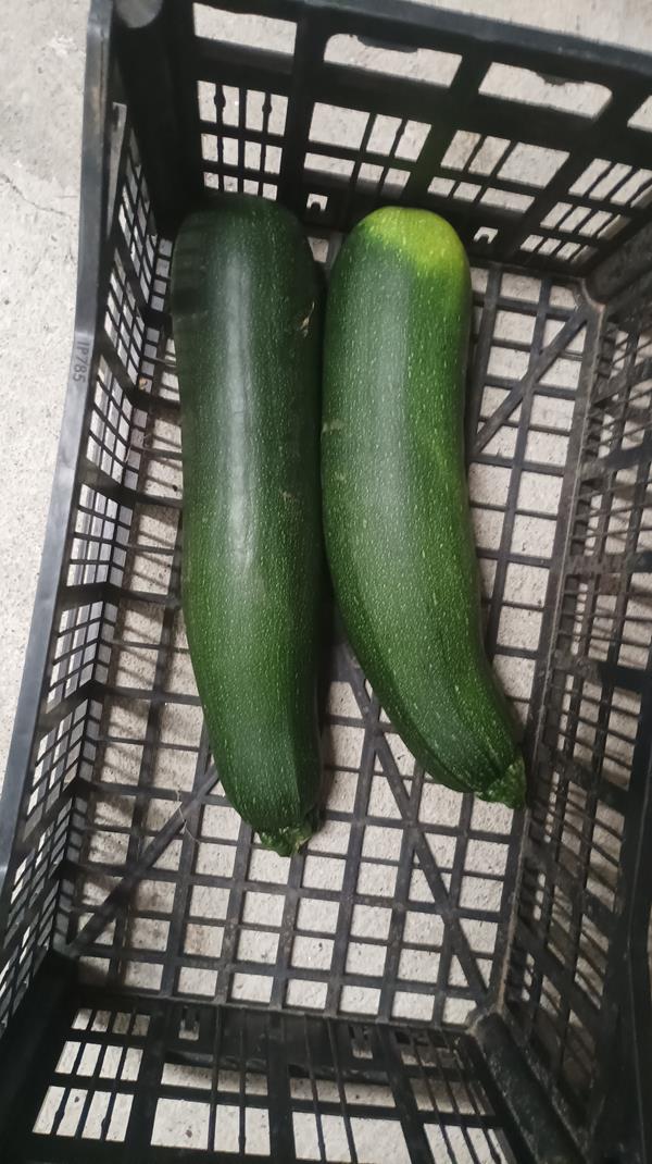 Courgette
