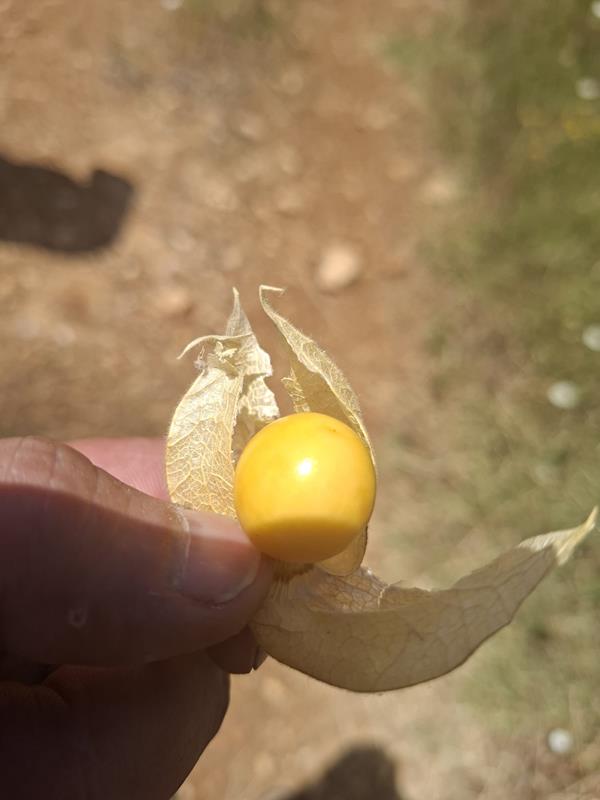 Physalis