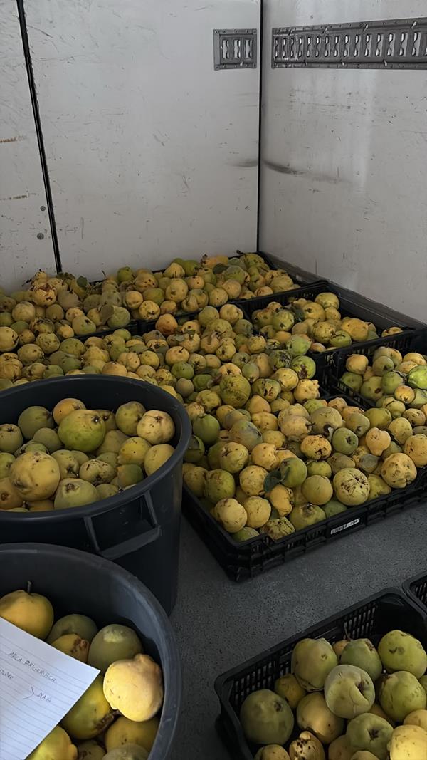 Marmelos