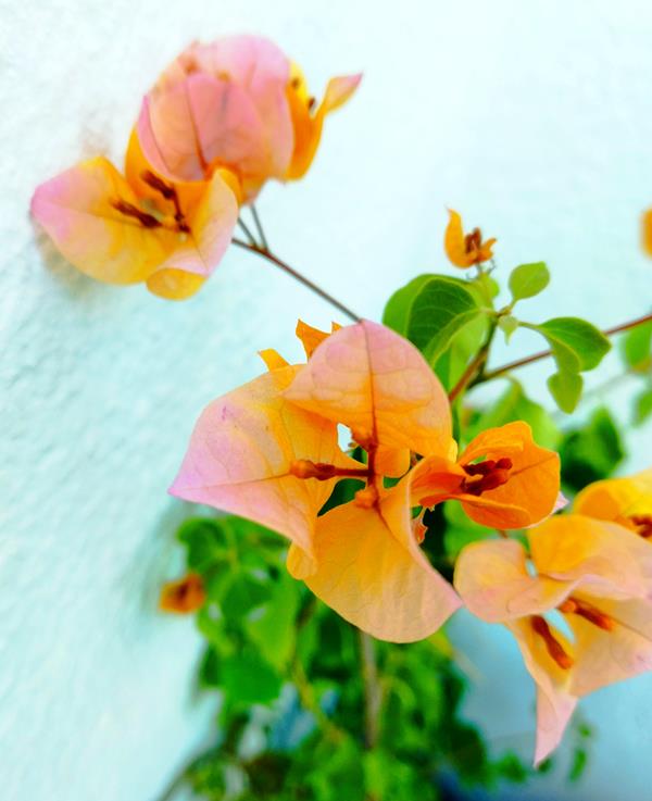 Pétalas de Flores De Buganvília