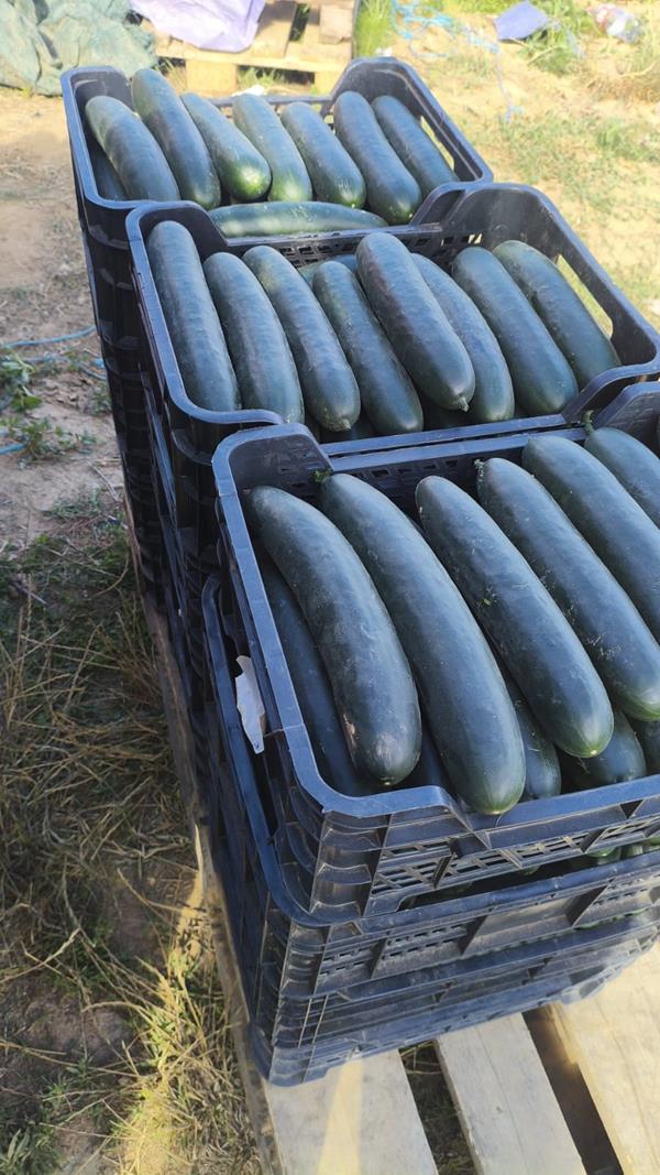 Pepino