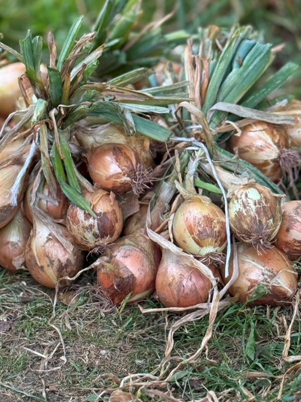 Cebola