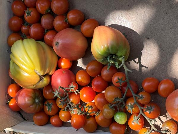 Tomates cherry
