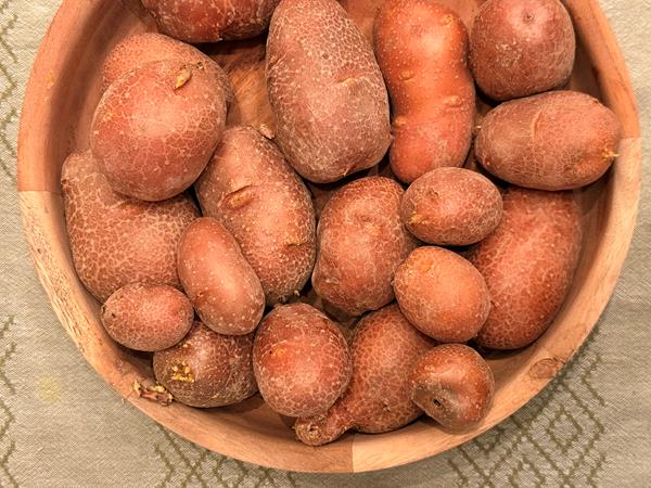 Batata Red Lady – Casca Vermelha