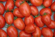 Tomates Chucha