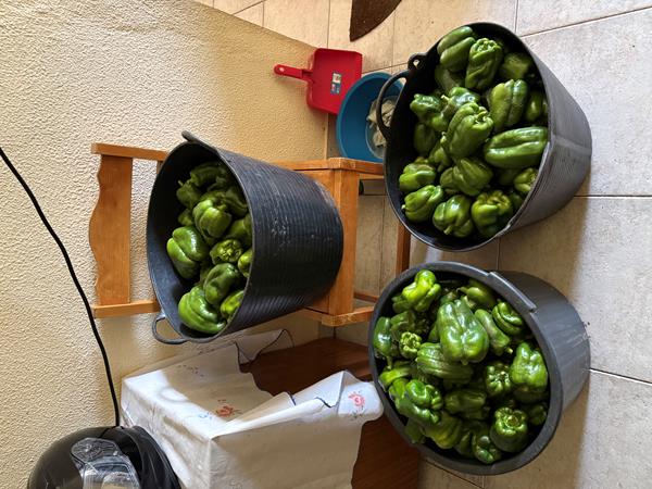 Pimento Verde