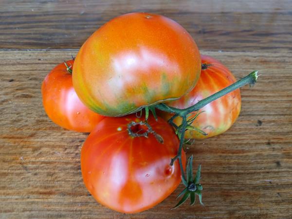 Tomate vermelho