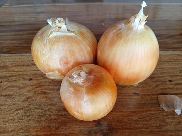 Cebolas