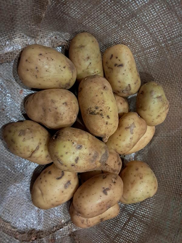 Batata Biológica