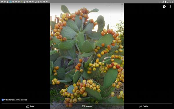 FIGO DA INDIA  EM  BIO