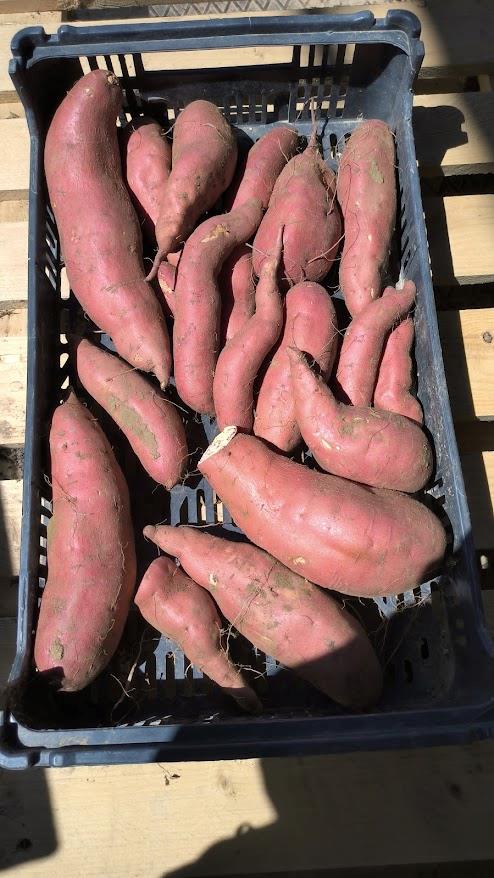 Batata Doce Bio