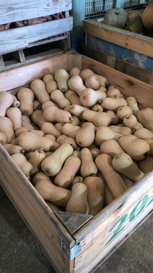 Abóboras Butternut Bio