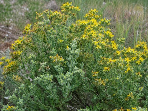 Calafito — Hypericum tomentosum L.