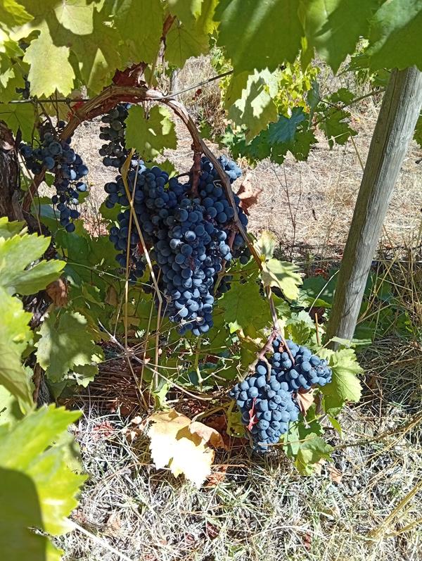 Uvas para vinho (Tinta)