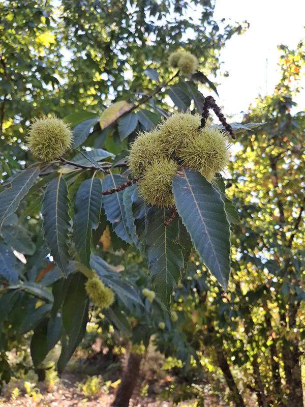 Castanha