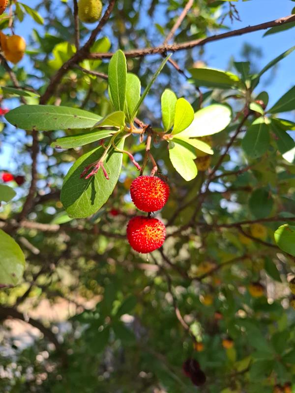 medronheiro