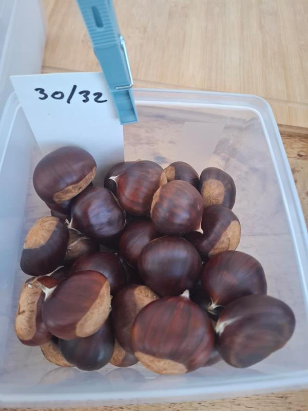 Castanha 30+mm