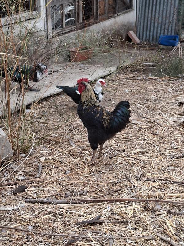 galos e patos