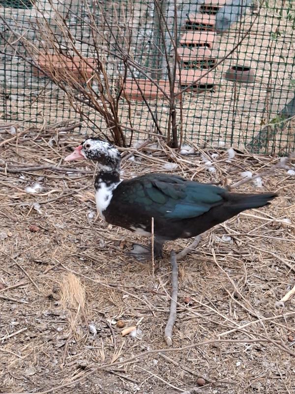 patos
