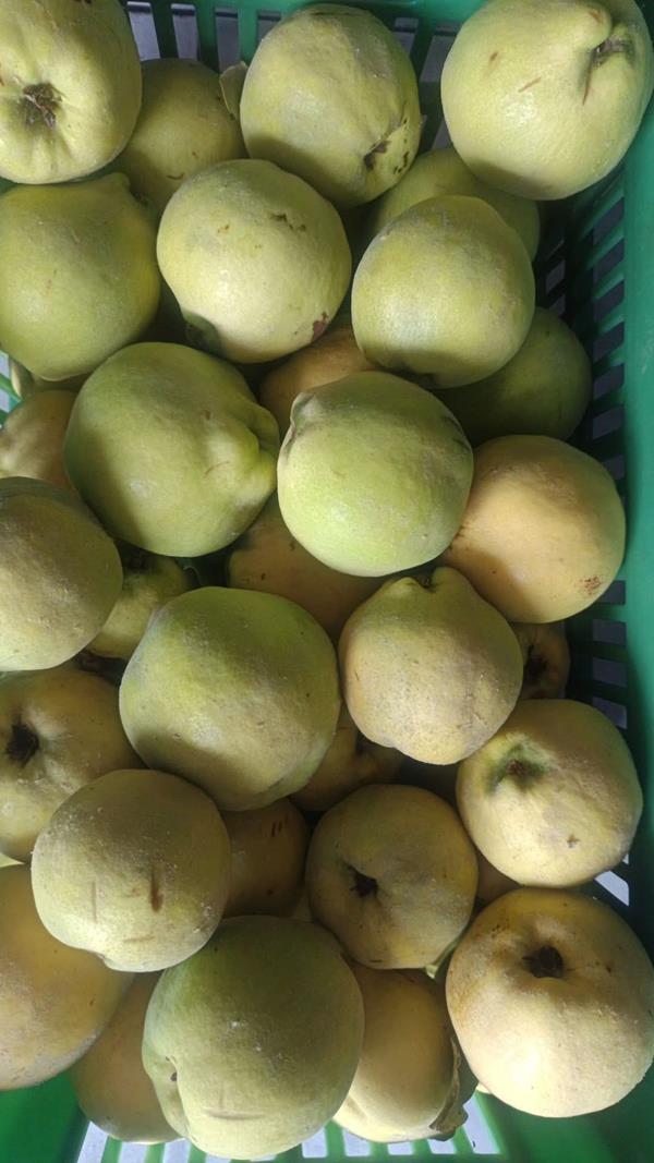 Marmelos e gamboas