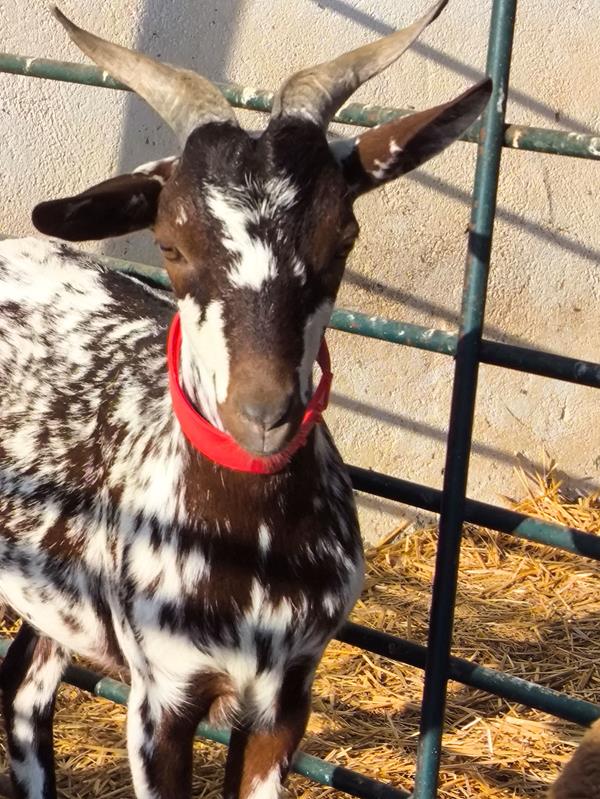 Cabrito