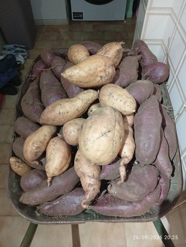 Batata doce