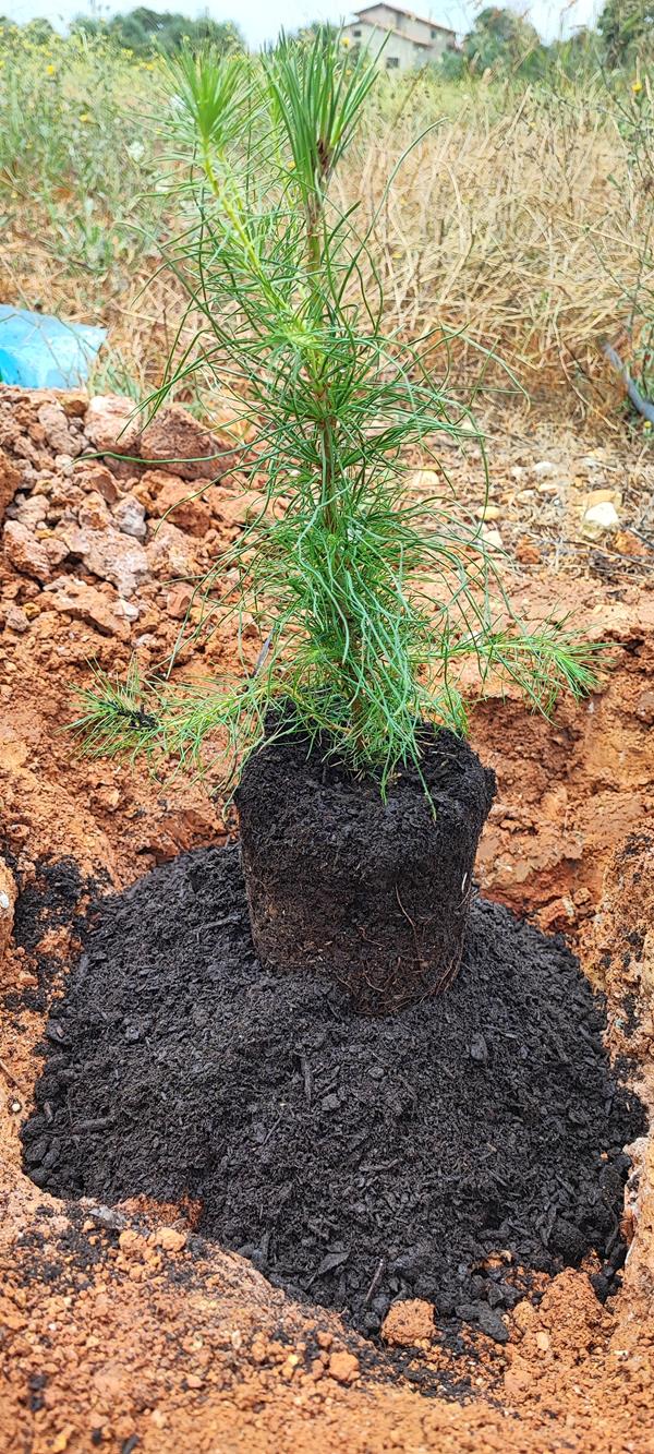 plantas de pinheiro manso enxertado
