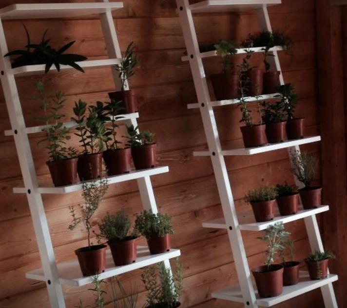 Tomilho Bela Luz Bio Planta Em Vaso Pre o 1 50 emb Loja Da 