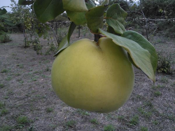 Marmelos Bio