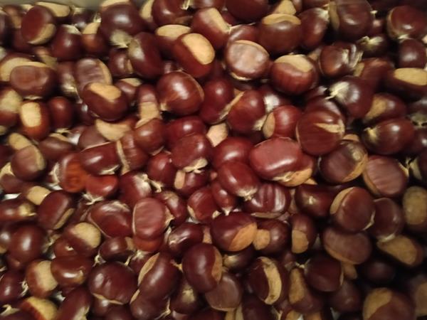 Castanha