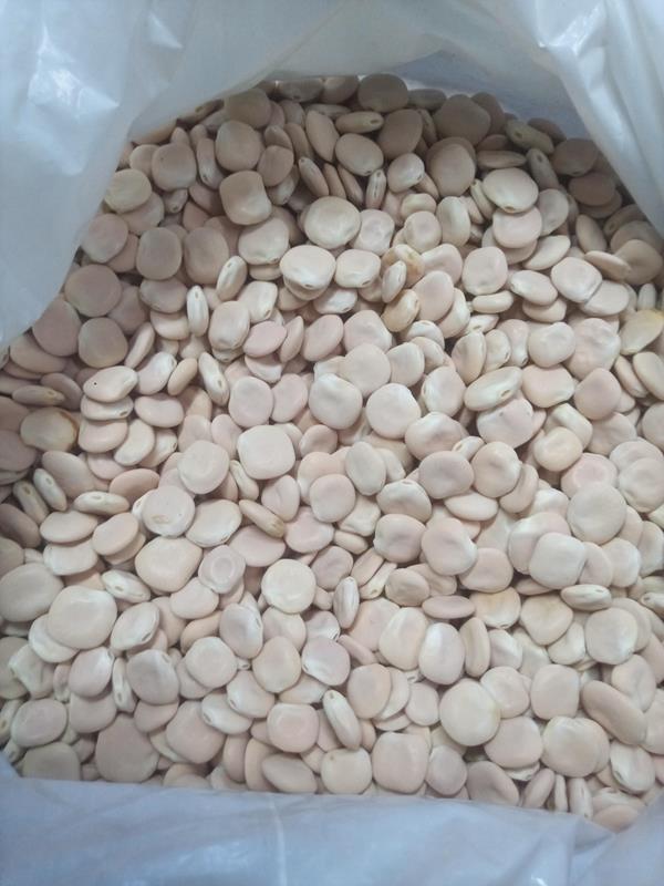 Tremoços secos