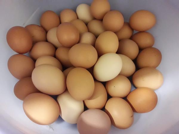 ovos caseiros - 12 Ovos