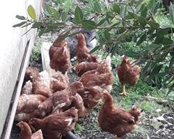 galinhas do campo para carne/canja