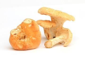 Cogumelo Hydnum repandum fresco