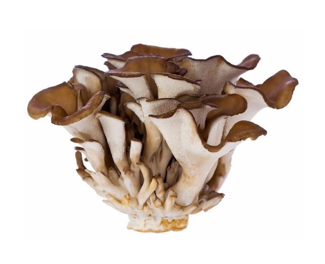 Micélio em Grão de Cogumelo Grifola frondosa, Preço 8,92 €/kg Loja