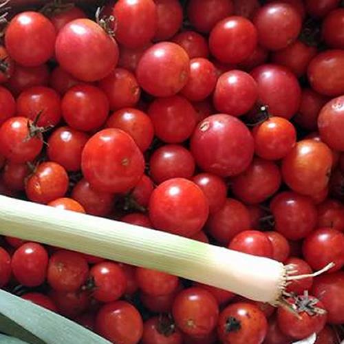 Tomates Cereja Mini Chucha Biológicos