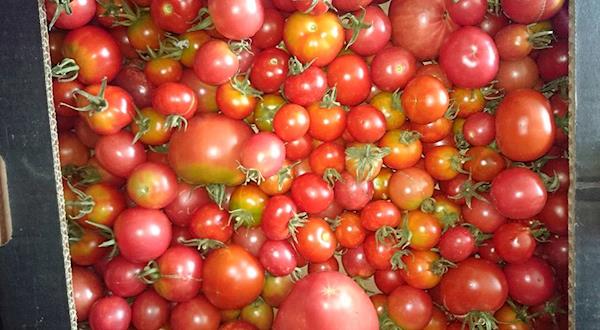 Tomates Biológicos