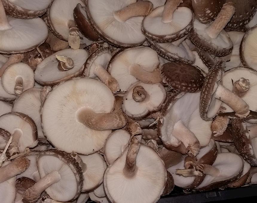 Cogumelo Shiitake Fresco (KG) – Funginat