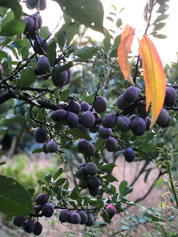 Abrunhos biológicos, Preço 2,50 €/kg Loja da Reforma Agrária