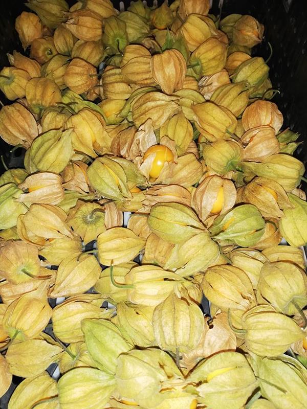 Physalis