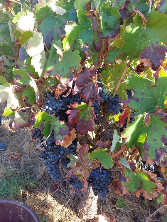 Uva de vinho (tinta) - colher na vinha Arruda dos Vinhos