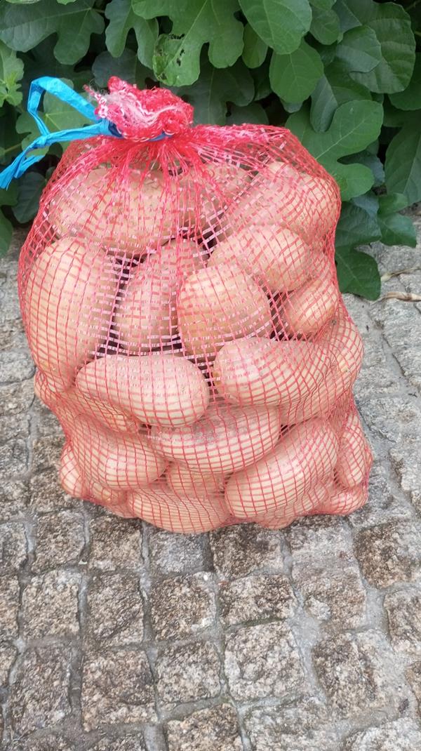Batata Branca - colheita 2025