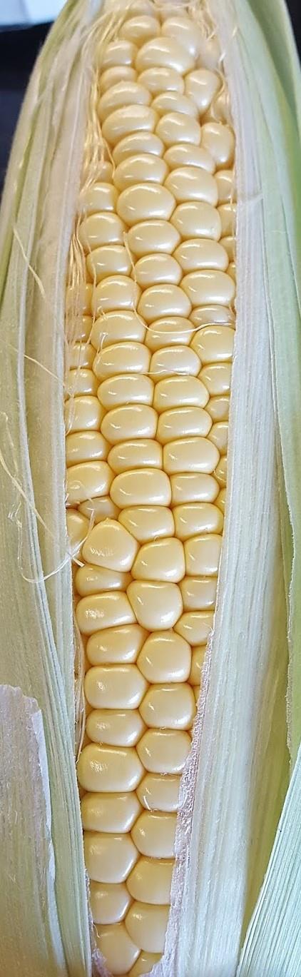 MAÇAROCAS DE MILHO BRANCO  FRESCO
