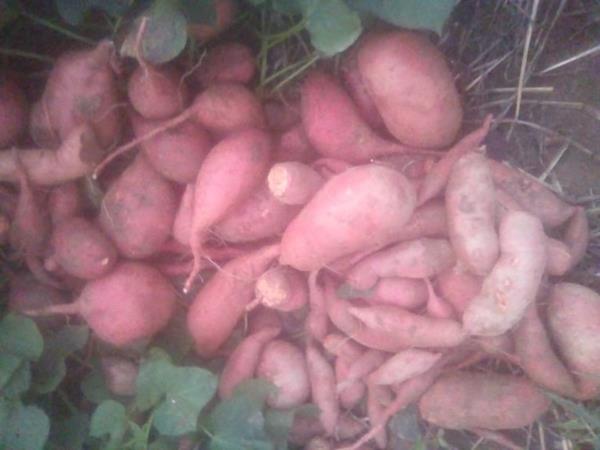 BATATA DOCE BIOLÓGICA