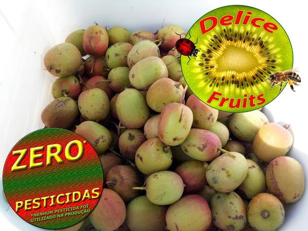 Super Fruta Baby Kiwi ZERO PESTICIDAS, mais doce e mais nutrientes, pele comestível