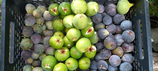 Figos ( Pingo de Mel | Preto | Roxo) Bio