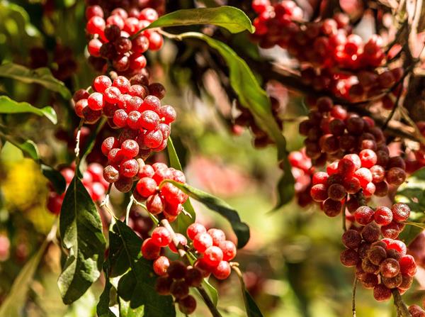 Amora + Framboesas vermelha + Silverberry - Bio