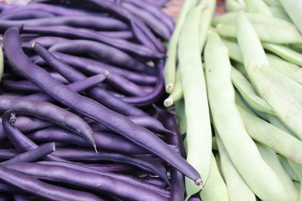 Feijão Verde | Feijão Roxo | Feijão Metro Bio