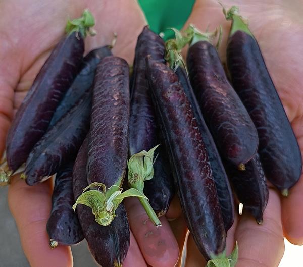 Ervilhas Vagem e de Quebrar Bio