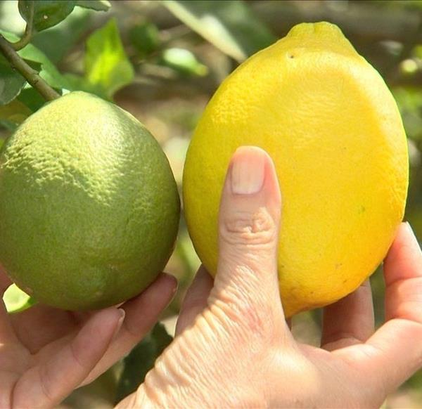 Limão variedade Sicilia